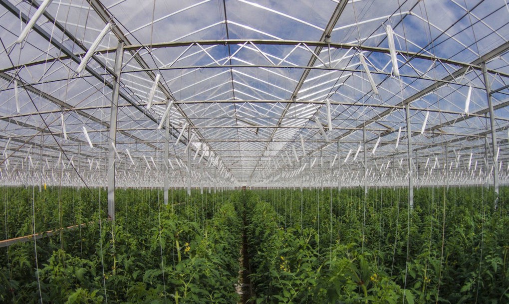 Sundrop-Farms-Greenhouse-1020x610