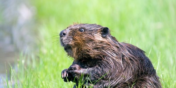 beaver-1448389_960_720