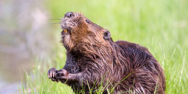 beaver-1528948_960_720