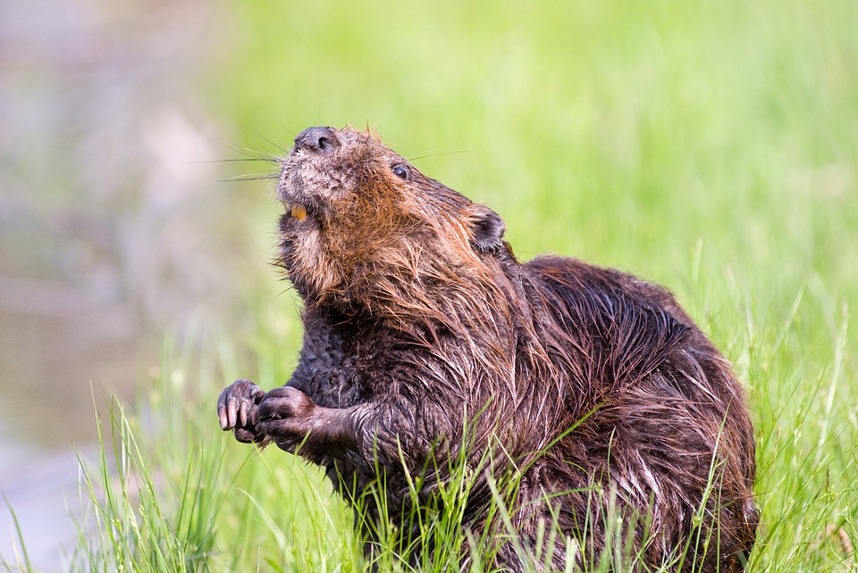 beaver-1528948_960_720