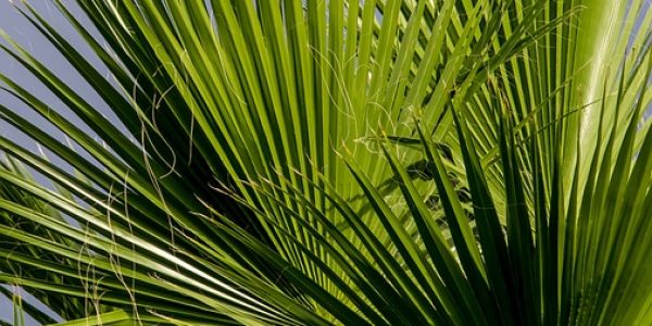 fronds-623688_960_720