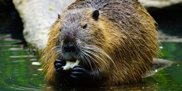 nutria-1386446_960_720