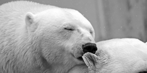polar-bear-196318_960_720