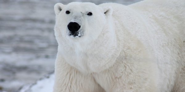 polar-bear-404314_960_720